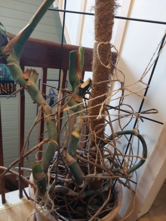 Hilfe! Ist unsere Monstera noch zu retten?