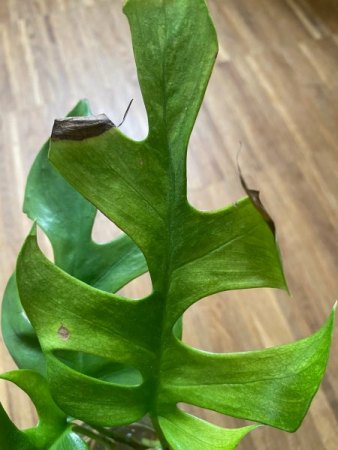 Monstera helle Flecken
