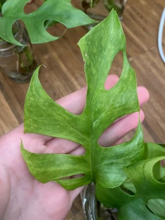 Monstera helle Flecken