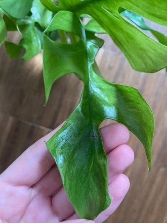 Monstera helle Flecken