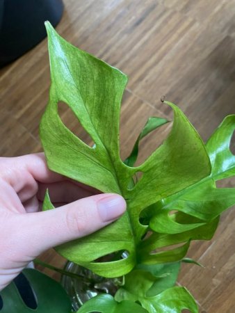 Monstera helle Flecken