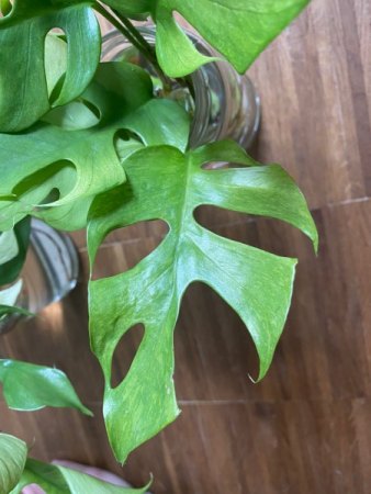 Monstera helle Flecken