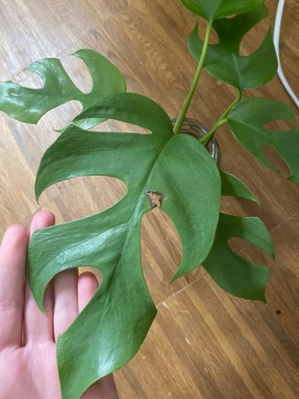 Monstera helle Flecken