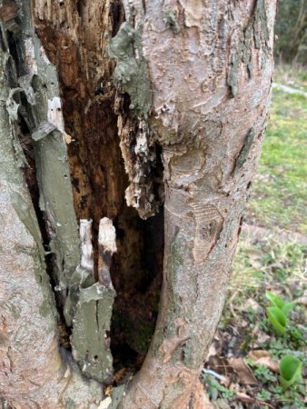 Apfelbaum zu retten?