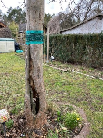 Apfelbaum zu retten?