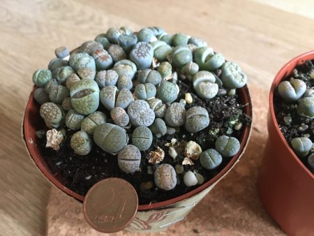 Fragen zu Lithops (umtopfen, gießen etc.)