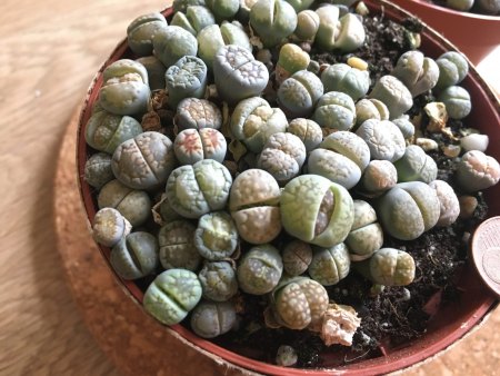 Fragen zu Lithops (umtopfen, gießen etc.)