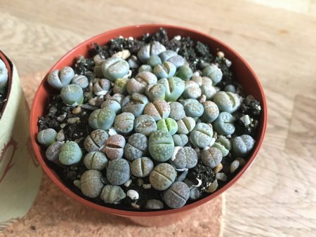 Fragen zu Lithops (umtopfen, gießen etc.)