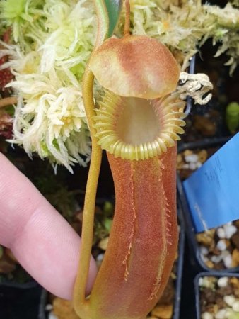 N. edwarsiana (neue Kanne)