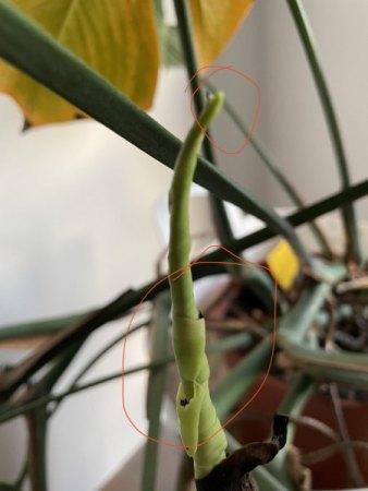 Fensterblatt (Monstera deliciosa) geht seit August schlecht