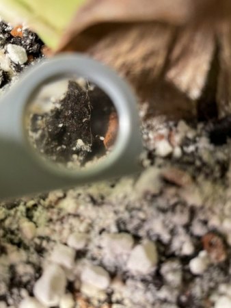 Kleine weiße Tiere auf der Erde