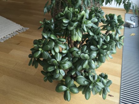 Geldbaum schwarze Flecken