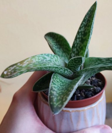 Brauche dingend Hilfe bei Aloe variegata