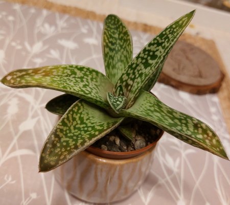 Brauche dingend Hilfe bei Aloe variegata