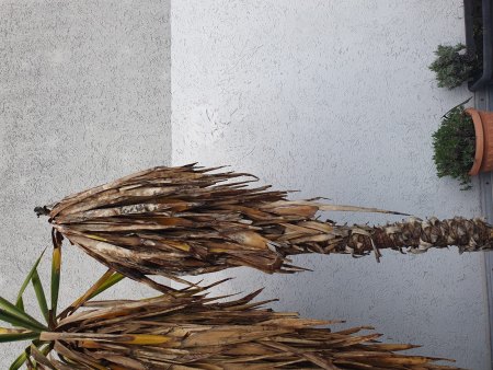 Yucca gloriosa stirbt nach Blüte ab? · Pflanzenkrankheiten & Schädlinge