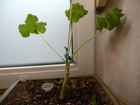 Pelargonium crithmifolium