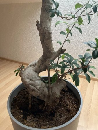 Bonsai von Ikea