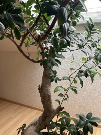Bonsai von Ikea