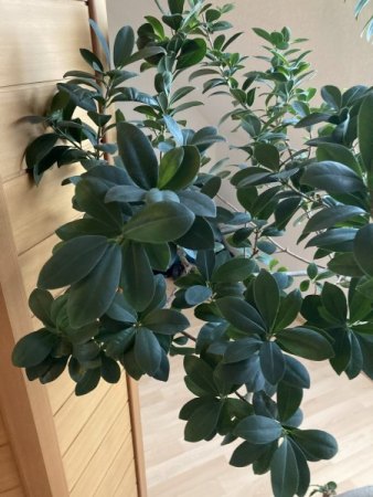 Bonsai von Ikea