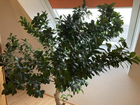 Bonsai von Ikea
