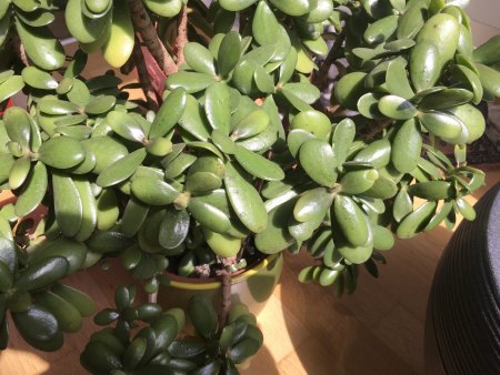 Geldbaum schwarze Flecken