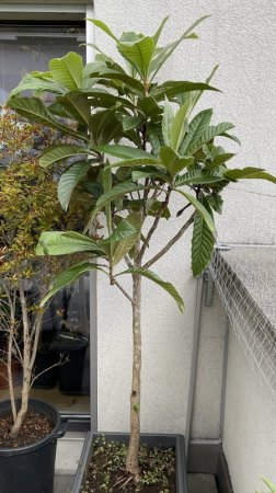 Eriobotrya japonica