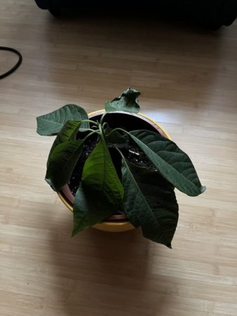 Avocado nach Umtopfen kaputt?