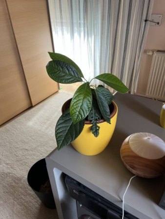 Avocado nach Umtopfen kaputt?