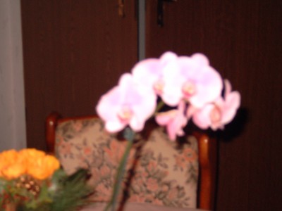 M4110003.JPG