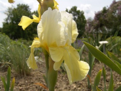 iris_barbata_sereneduet.jpg