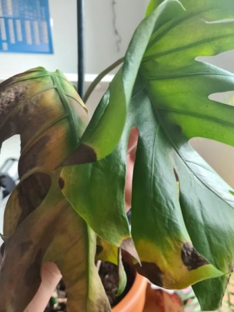 Was fehlt meiner Monstera?