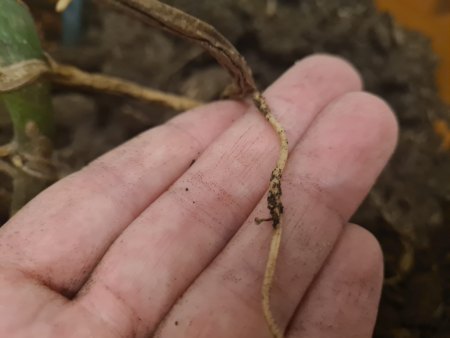 Was fehlt meiner Monstera?