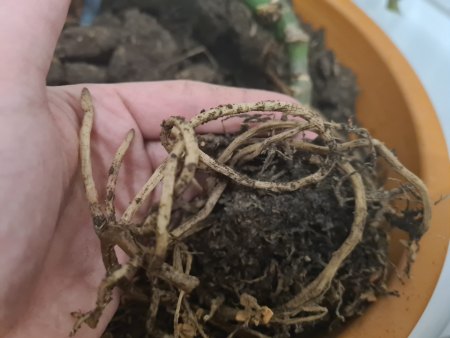 Was fehlt meiner Monstera?