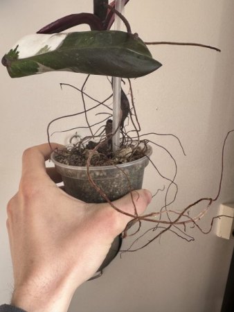 Philodendron Red Anderson var. umtopfen