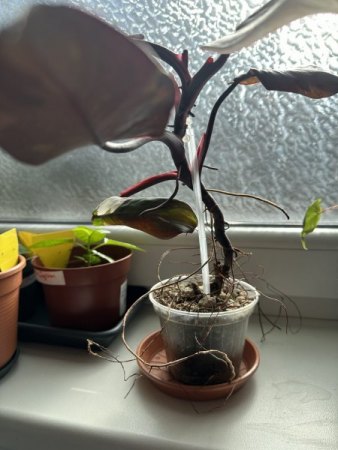 Philodendron Red Anderson var. umtopfen