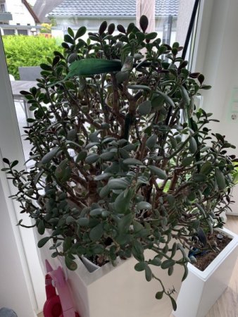 Geldbaum 2
