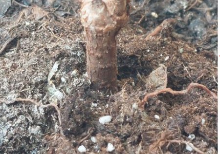 Hilfe: Was ist das für ein Befall? (Knöterich)