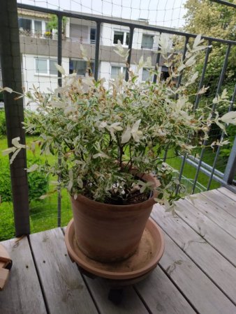 Salix Caprea "Kilarnock"