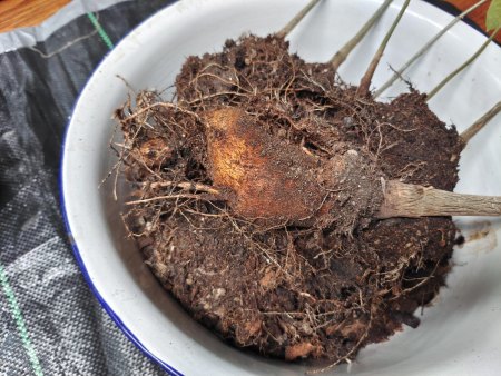 Adansonia - Affenbrotbaum - Baobab