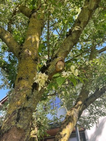 Eschenahorn verliert Blätter im Mai