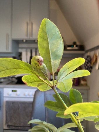 Schefflera: Neue Blätter gelb, kümmerlich