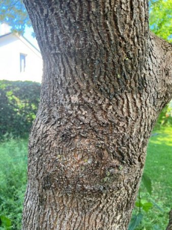 Eschenahorn verliert Blätter im Mai