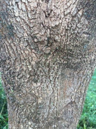 Eschenahorn verliert Blätter im Mai