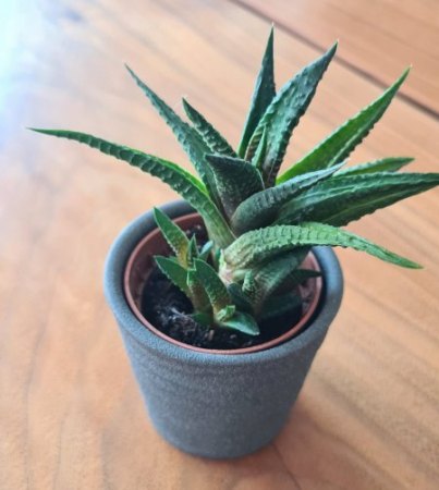 Hilfe für Zebra Haworthia mit braunen Blättern