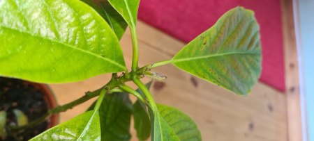 Kranke Avocadopflanze
