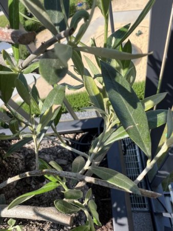 Habe ich ein Problem? - Olivenbaum