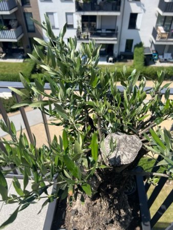 Habe ich ein Problem? - Olivenbaum
