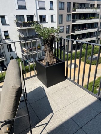 Habe ich ein Problem? - Olivenbaum