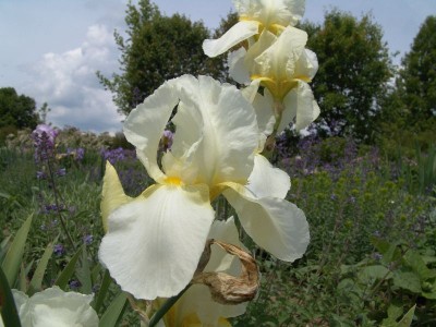 iris_barbata_sharskin.jpg