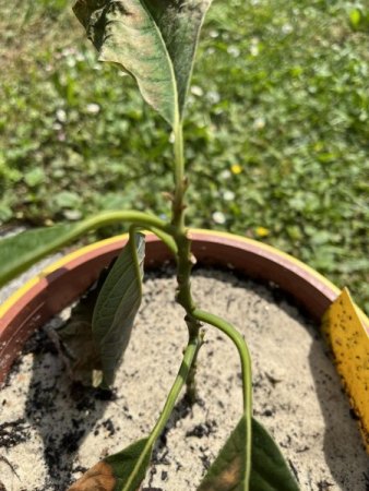 Avocado nach Umtopfen kaputt?